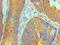 Interleukin 1 Family Member 10 antibody, MBS1499810, MyBioSource, Immunohistochemistry frozen image 