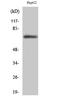 Polo Like Kinase 3 antibody, STJ93099, St John