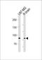 Semaphorin 6B antibody, PA5-35251, Invitrogen Antibodies, Western Blot image 