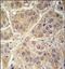 Seryl-TRNA Synthetase 2, Mitochondrial antibody, AP14669PU-N, Origene, Immunohistochemistry frozen image 