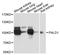 Phosphatase Domain Containing Paladin 1 antibody, STJ114759, St John