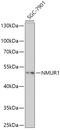 Neuromedin U Receptor 1 antibody, 18-002, ProSci, Western Blot image 