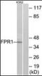 Formyl Peptide Receptor 1 antibody, orb92412, Biorbyt, Western Blot image 