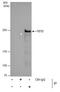 Tet Methylcytosine Dioxygenase 2 antibody, PA5-35847, Invitrogen Antibodies, Immunoprecipitation image 