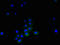 TNF Receptor Superfamily Member 14 antibody, LS-C211647, Lifespan Biosciences, Immunofluorescence image 