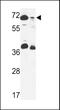 G1 To S Phase Transition 2 antibody, 64-055, ProSci, Western Blot image 