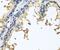 Neuroligin 4 Y-Linked antibody, FNab05755, FineTest, Immunohistochemistry paraffin image 