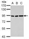 Zinc Finger And SCAN Domain Containing 20 antibody, NBP2-20988, Novus Biologicals, Western Blot image 