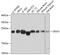 Serine And Arginine Rich Splicing Factor 3 antibody, GTX66040, GeneTex, Western Blot image 