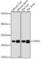 Survival Of Motor Neuron 2, Centromeric antibody, 16-509, ProSci, Western Blot image 