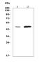 Wnt Family Member 10A antibody, A03479-2, Boster Biological Technology, Western Blot image 