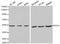 Protein Interacting With PRKCA 1 antibody, orb136653, Biorbyt, Western Blot image 
