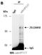 Zinc Finger And SCAN Domain Containing 10 antibody, orb107117, Biorbyt, Immunoprecipitation image 