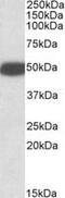 5-Hydroxytryptamine Receptor 3B antibody, MBS422844, MyBioSource, Western Blot image 