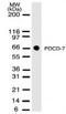 Programmed Cell Death 7 antibody, MA1-41277, Invitrogen Antibodies, Western Blot image 