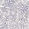 G Protein Subunit Alpha Z antibody, HPA003011, Atlas Antibodies, Immunohistochemistry frozen image 