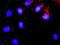 RB Transcriptional Corepressor Like 1 antibody, H00005933-M01, Novus Biologicals, Proximity Ligation Assay image 