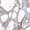 RNA Polymerase II Subunit H antibody, PA5-58085, Invitrogen Antibodies, Immunohistochemistry frozen image 