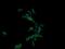 Anaphase Promoting Complex Subunit 11 antibody, NBP2-45493, Novus Biologicals, Immunofluorescence image 