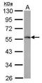 Tripartite Motif Containing 62 antibody, PA5-30999, Invitrogen Antibodies, Western Blot image 