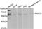 FA Complementation Group C antibody, STJ23623, St John