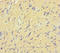 Intestine Specific Homeobox antibody, LS-C369834, Lifespan Biosciences, Immunohistochemistry paraffin image 
