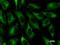 Zw10 Kinetochore Protein antibody, LS-C342542, Lifespan Biosciences, Immunofluorescence image 