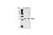 MAX Dimerization Protein 1 antibody, 4682S, Cell Signaling Technology, Western Blot image 