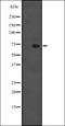 Interleukin 17 Receptor D antibody, orb335321, Biorbyt, Western Blot image 