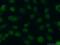 Developmental Pluripotency Associated 2 antibody, 12689-1-AP, Proteintech Group, Immunofluorescence image 