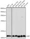 Macrophage Migration Inhibitory Factor antibody, GTX55704, GeneTex, Western Blot image 