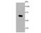 Tyrosinase antibody, NBP2-67233, Novus Biologicals, Western Blot image 