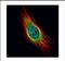 Cathepsin S antibody, NBP2-15727, Novus Biologicals, Immunofluorescence image 