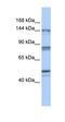 Interferon Regulatory Factor 2 antibody, orb333129, Biorbyt, Western Blot image 