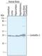 Cerebellin 2 Precursor antibody, MAB7044, R&D Systems, Western Blot image 