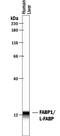 Fatty Acid Binding Protein 1 antibody, PA5-47892, Invitrogen Antibodies, Western Blot image 