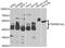 TNF Receptor Superfamily Member 10a antibody, LS-C747636, Lifespan Biosciences, Western Blot image 