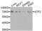 Activating Transcription Factor 2 antibody, LS-C331946, Lifespan Biosciences, Western Blot image 