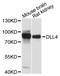 Delta Like Canonical Notch Ligand 4 antibody, STJ114809, St John