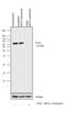 Polo Like Kinase 1 antibody, 37-7000, Invitrogen Antibodies, Western Blot image 