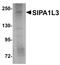 Signal Induced Proliferation Associated 1 Like 3 antibody, PA5-20849, Invitrogen Antibodies, Western Blot image 