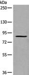 UNC5A antibody, PA5-67592, Invitrogen Antibodies, Western Blot image 