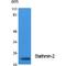 Stathmin 2 antibody, LS-C386845, Lifespan Biosciences, Western Blot image 