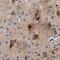 GPER antibody, MAB5534, R&D Systems, Immunohistochemistry frozen image 