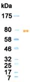 Lactotransferrin antibody, MA1-72524, Invitrogen Antibodies, Western Blot image 