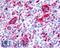 F2R Like Thrombin Or Trypsin Receptor 3 antibody, LS-A1310, Lifespan Biosciences, Immunohistochemistry frozen image 