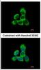 Cytoglobin antibody, NBP2-16084, Novus Biologicals, Immunofluorescence image 