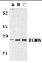 TNF Receptor Superfamily Member 17 antibody, orb88411, Biorbyt, Western Blot image 