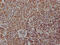 Arachidonate 5-Lipoxygenase antibody, CSB-RA198316A0HU, Cusabio, Immunohistochemistry frozen image 