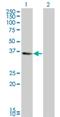 Cpbp antibody, H00001316-M01, Novus Biologicals, Western Blot image 